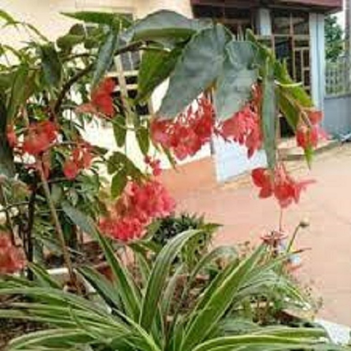 CHẬU CÂY TRÚC PHÁP (CÂY THU HẢI ĐƯỜNG ĐỨNG) CÂY ĐANG HOA RẤT ĐẸP
