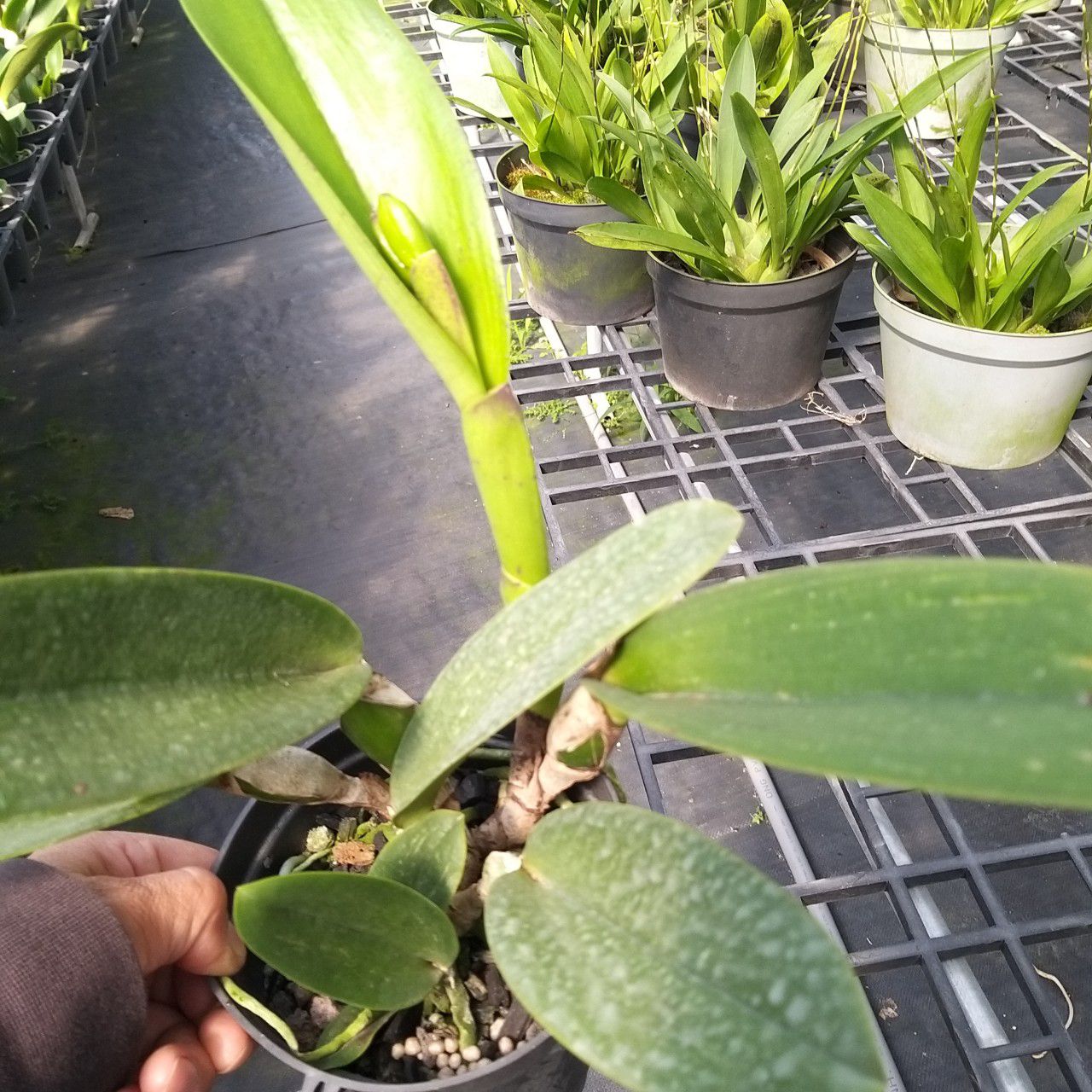CATTLEYA NỤ : ANNA