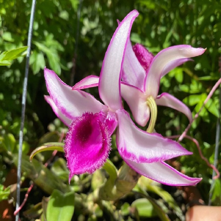 Hoa lan phi điệp tím bắc cạn(kì hoa dị thảo,cao 20cm)