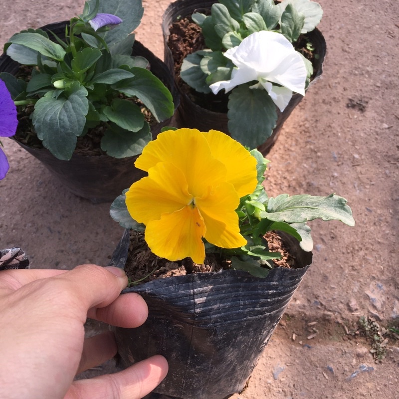 (CHỈ SHIP MIỀN BẮC) Hoa Pansy Trồng Sẵn Đã Sẵn Hoa Và Nụ (Ảnh Thật)
