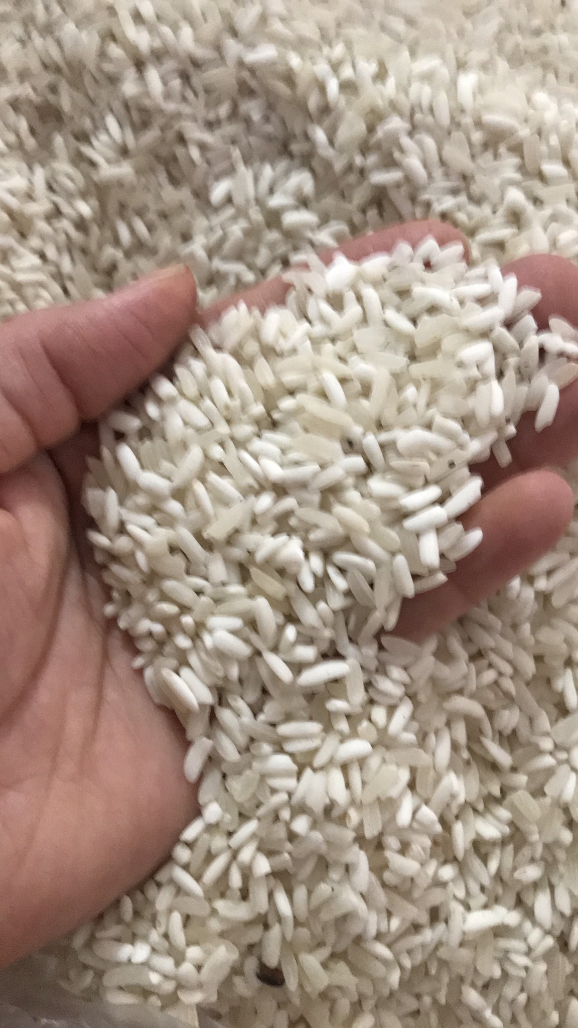 Gạo nếp điện biên (1kg)