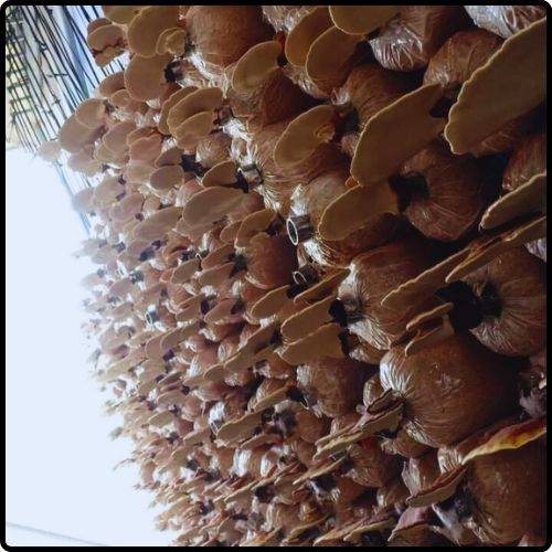 Phôi giống nấm Linh chi - (01 kiện 10 bịch nấm)