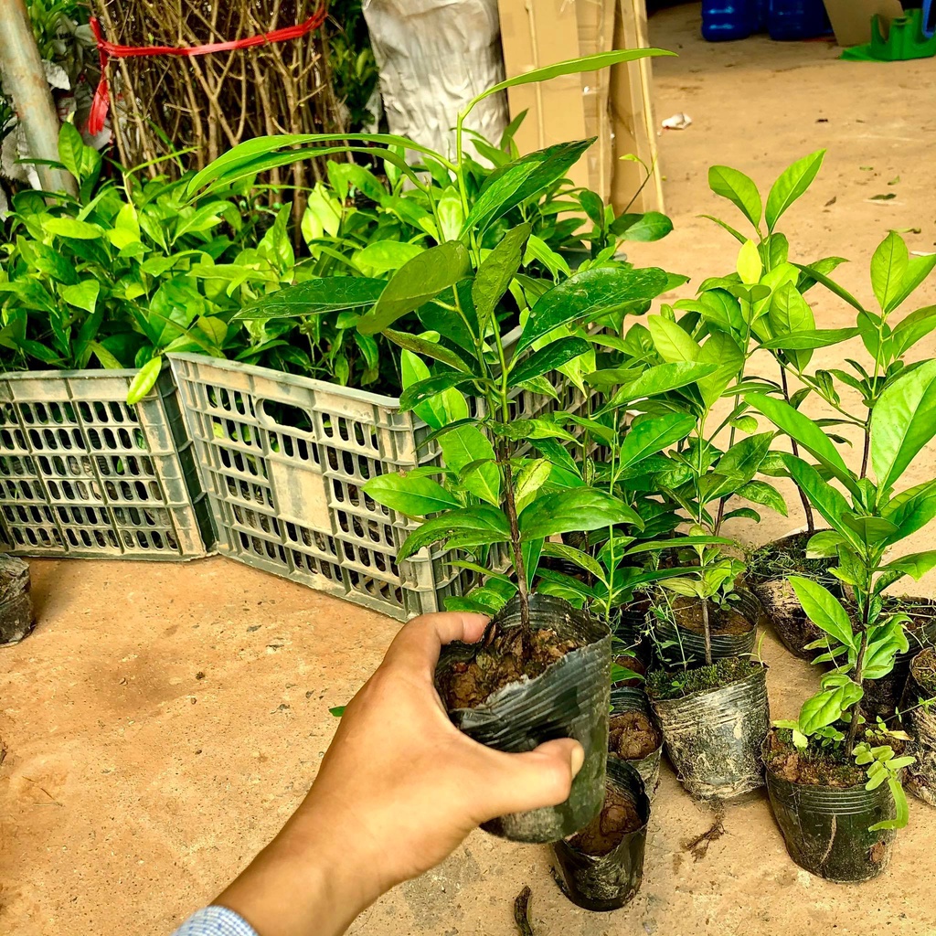 Cây hồng đen Socola giống