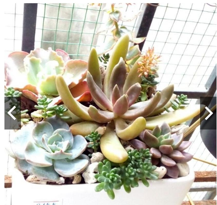 10 Hạt giống hoa Sen đá