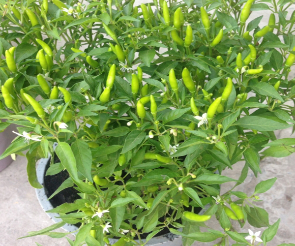 [HCM]Hạt Giống Ớt Xiêm - Gói 0.1gr