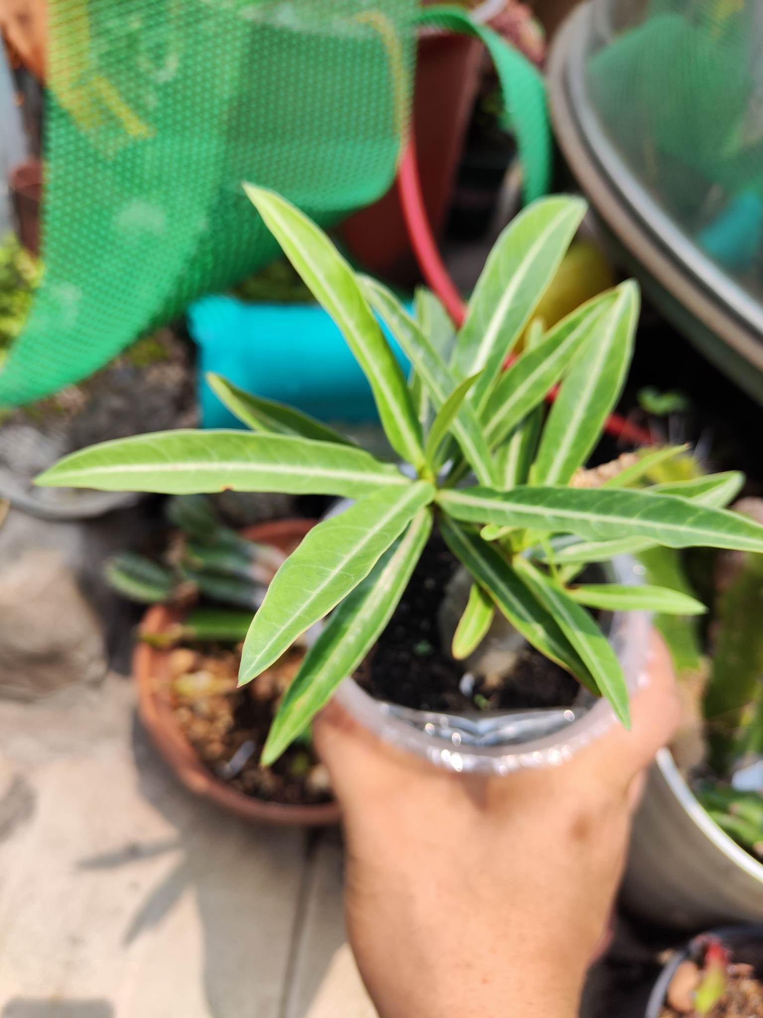 SỨ kim tự tháp khỏe đã đẻ nhánh