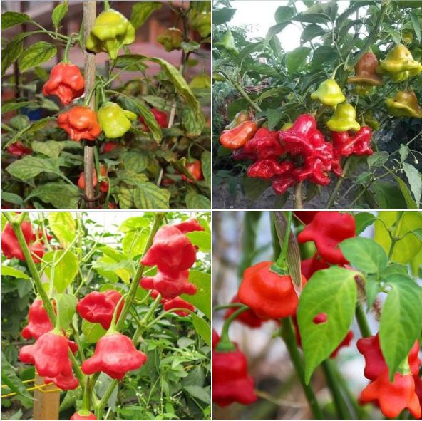 Hạt giống ớt chuông gió ( ớt hoa hồng ) 20 hạt/gói