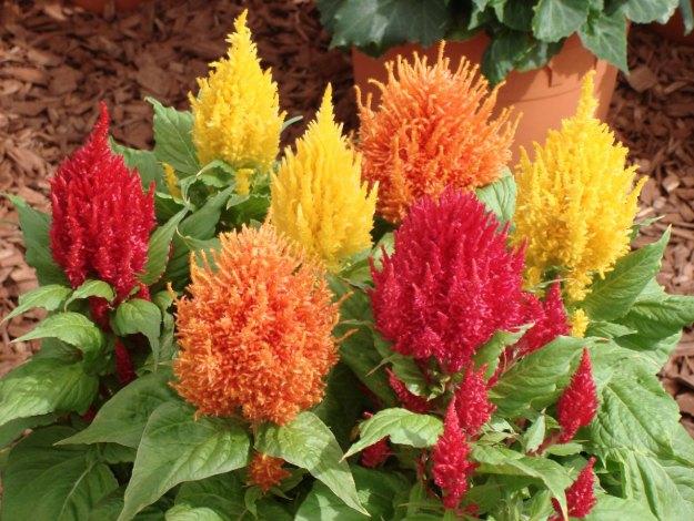 Multi-Colored Fire Cockatoo Flower Seeds (100 Seeds/Package)