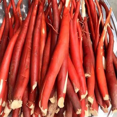 [HCM]Sâm cau rừng tây bắc