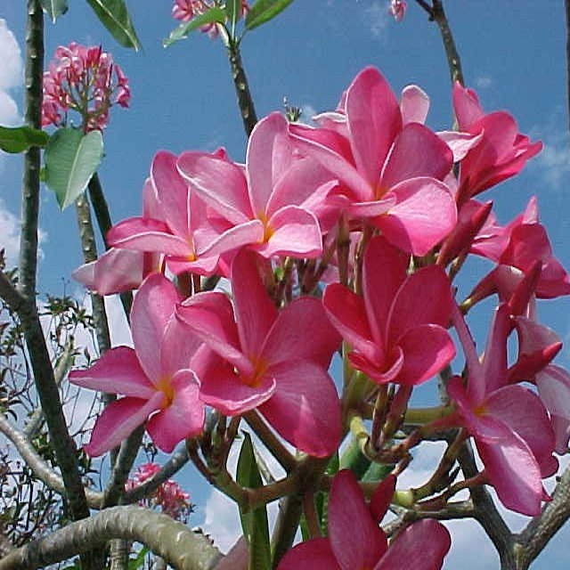 BẦU GIỐNG CÂY HOA ĐẠI ĐỎ