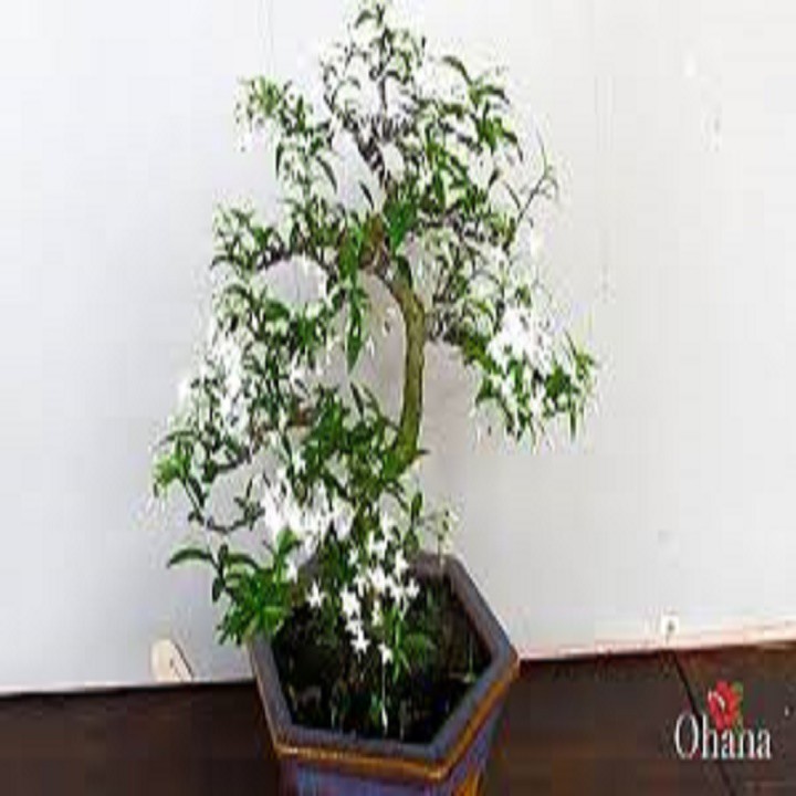 CHẬU CÂY MAI CHIẾU THỦY (MAI TRẤN THỦY, MAI TRÚC THỦY ) VƯỢNG PHONG THỦY