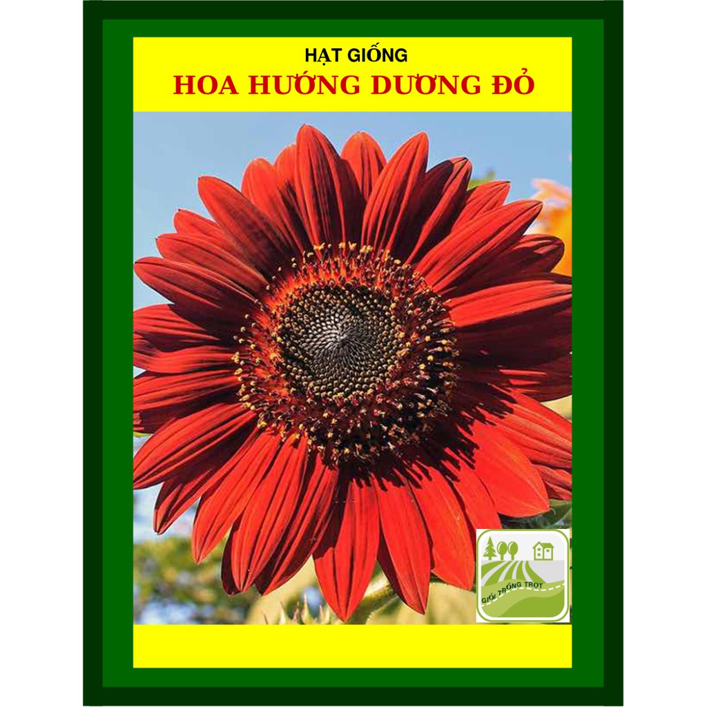 Hạt giống hoa hướng dương đỏ 10 hạt