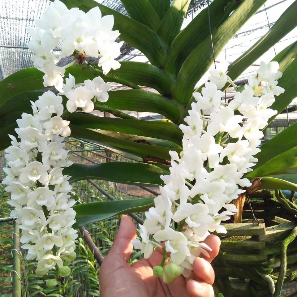 Ngọc Điểm Thanh lý lỗi lá