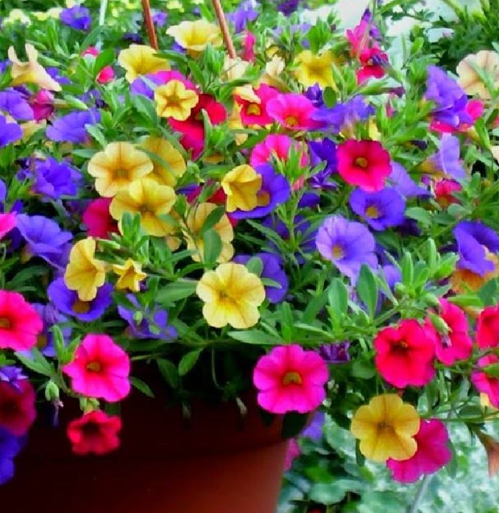 Hạt giống hoa triệu chuông mix màu ( gói50hạt )
