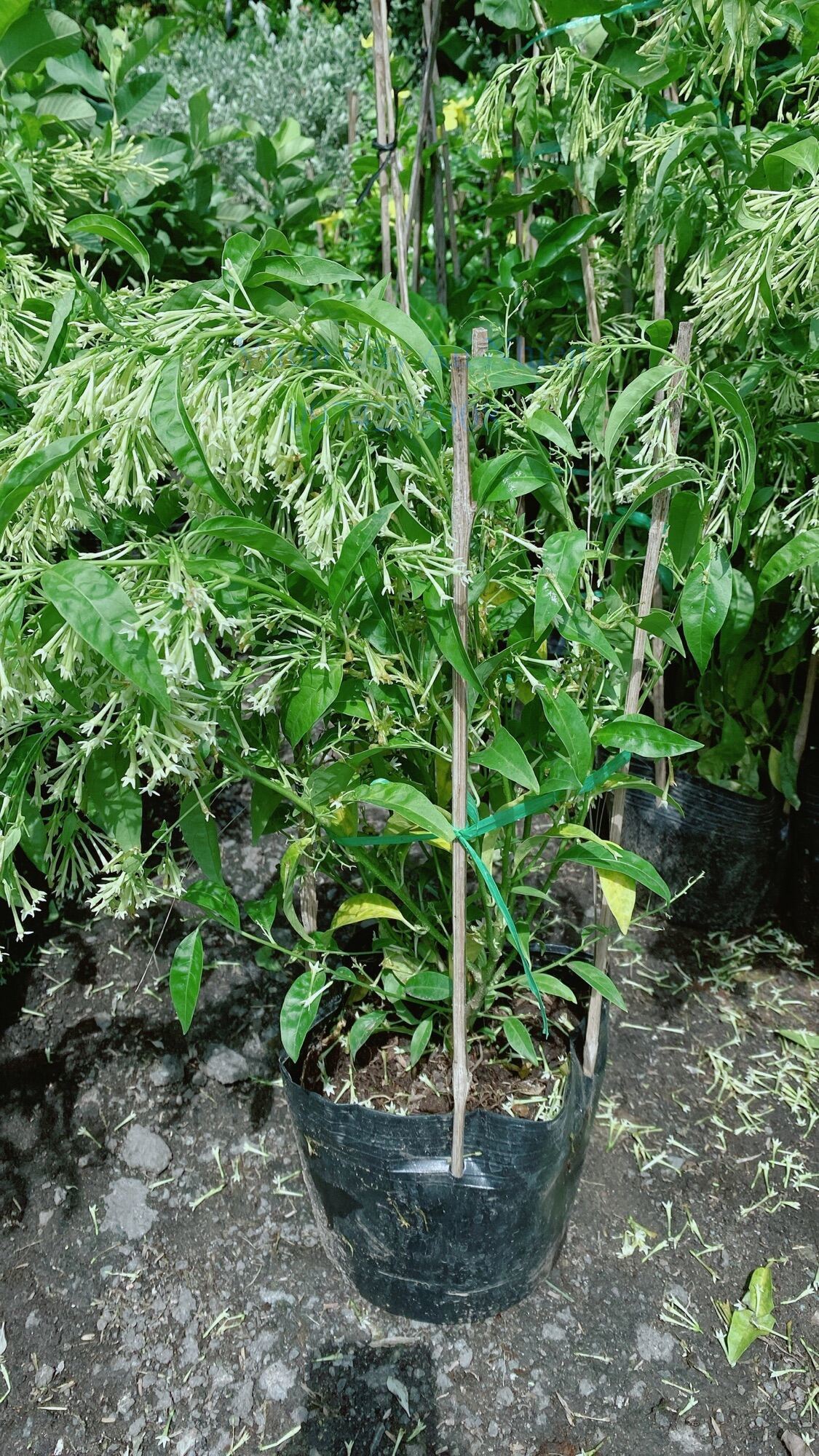 Cây Dạ Lý Hương