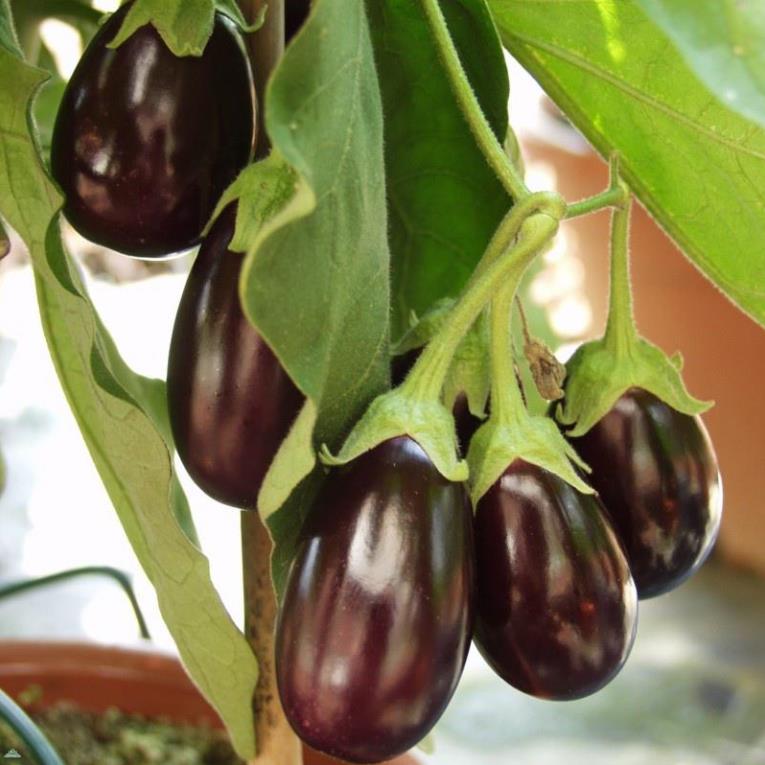Phân DAP 1kg