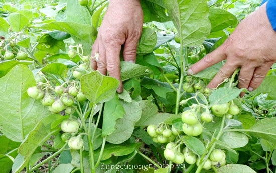 Hạt giống Cà Pháo xanh Hoàng Mai