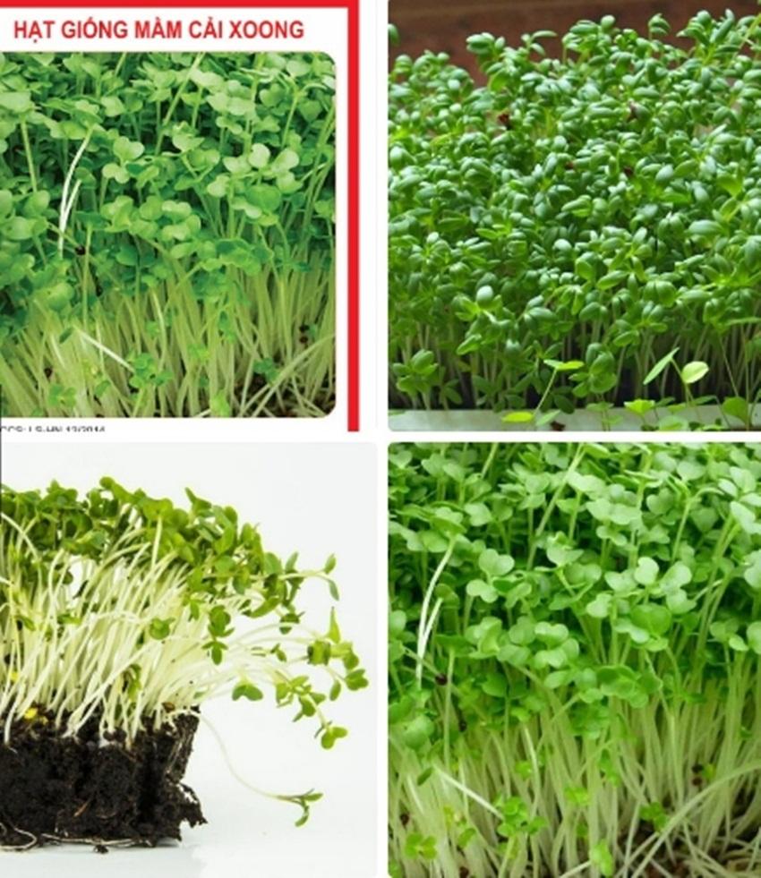 Hạt Giống rau Mầm cải xoong