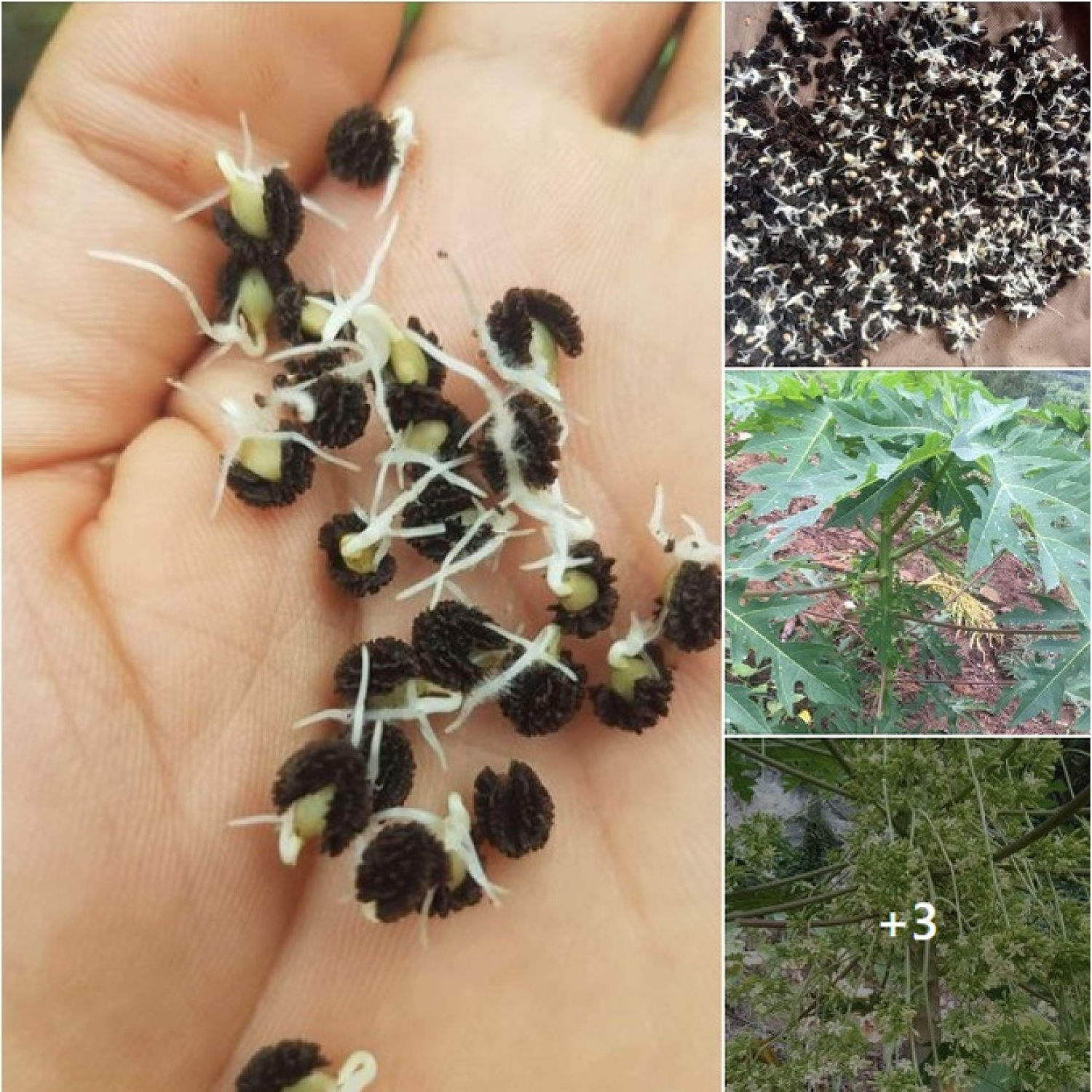 HẠT GIỐNG ĐU ĐỦ ĐỎ LÙN SIÊU TRÁI
