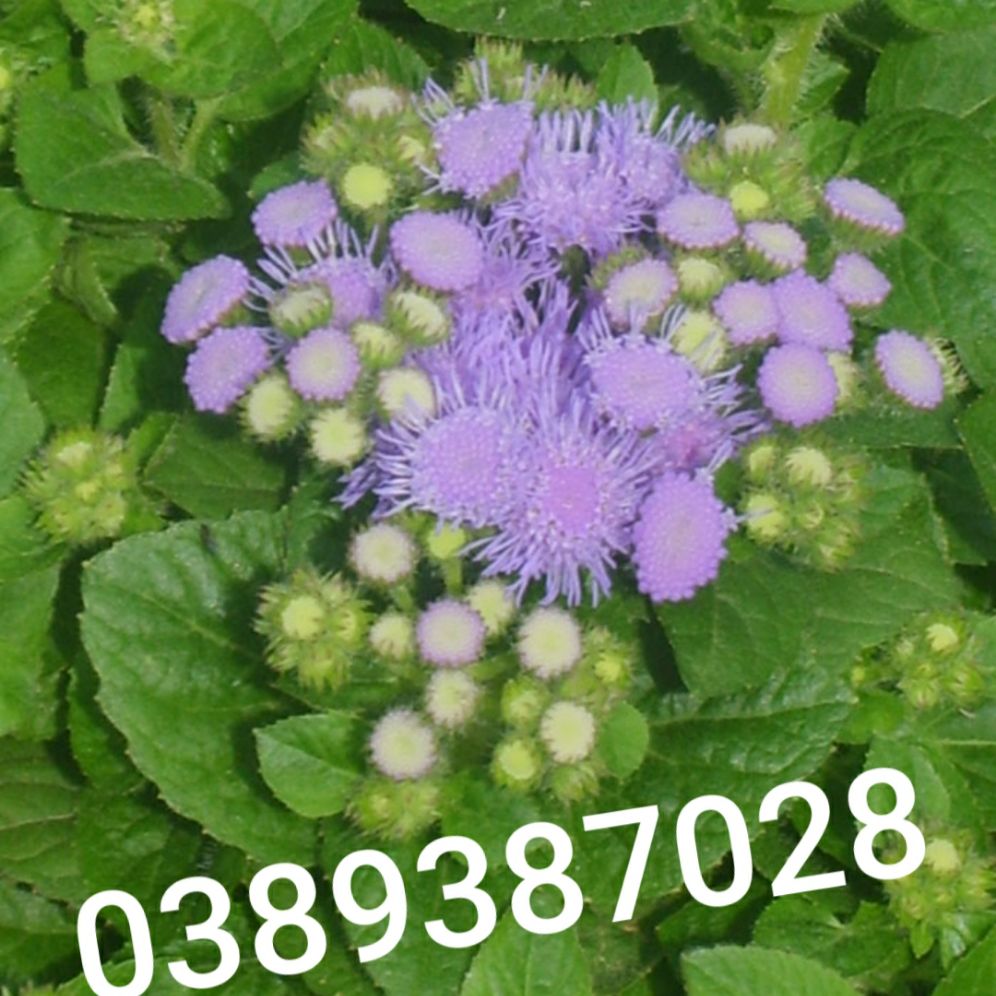 cây cỏ hôi hoa tím,1kg(cay cức lợn) tươi-khô