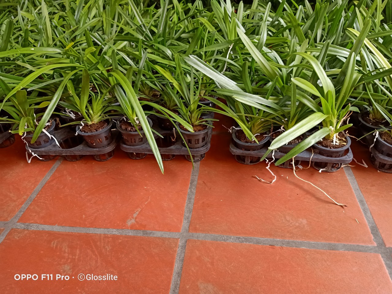 Lan Giống Kiem Jindamanee Tự Thụ cây 52