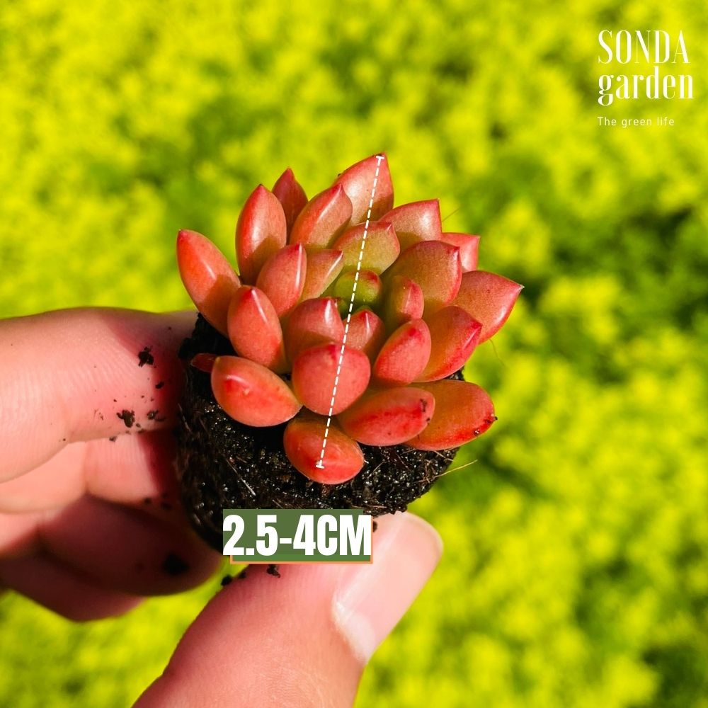 SEN ĐÁ RUBY SIZE MINI, LỖI 1 ĐỔI 1