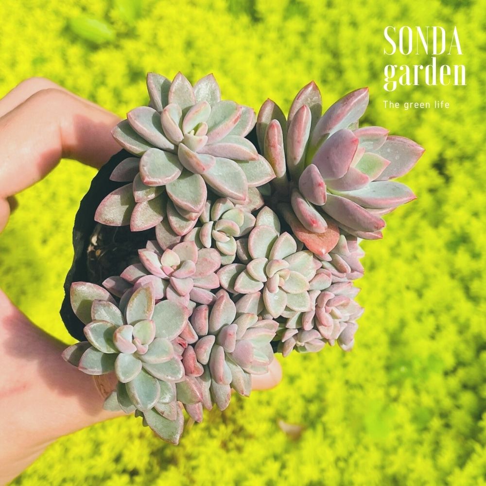 SEN ĐÁ AURORA GEM SIZE BÉ SIÊU KHỎE ĐẸP LỖI 1 ĐỔI 1