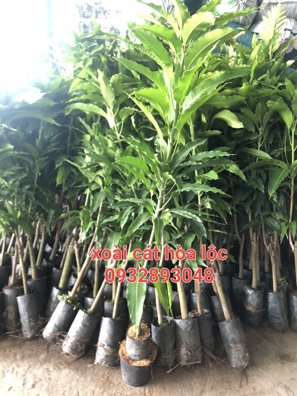 Cây xoài cát hòa lộc