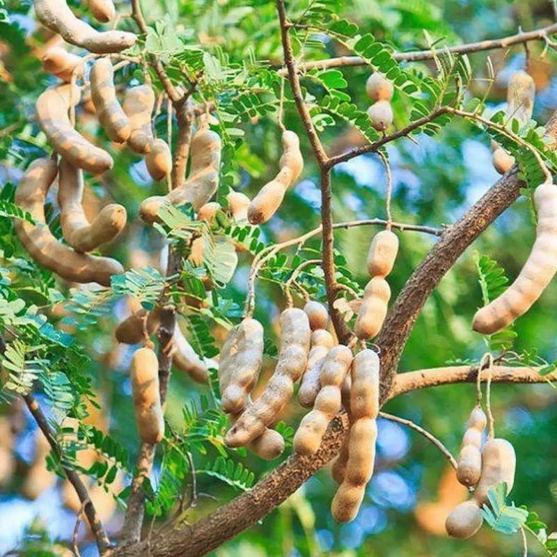 Cây me thái lùn trái ngọt (siêu sớm)