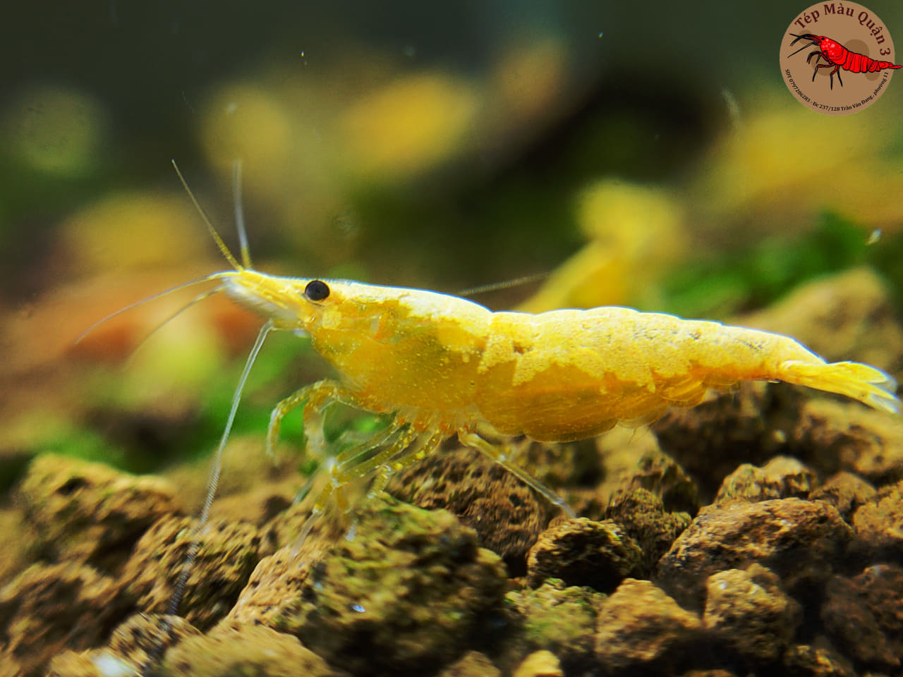 Dung Dịch Đo Kiểm Tra Nồng Độ PH Hồ Cá Cảnh