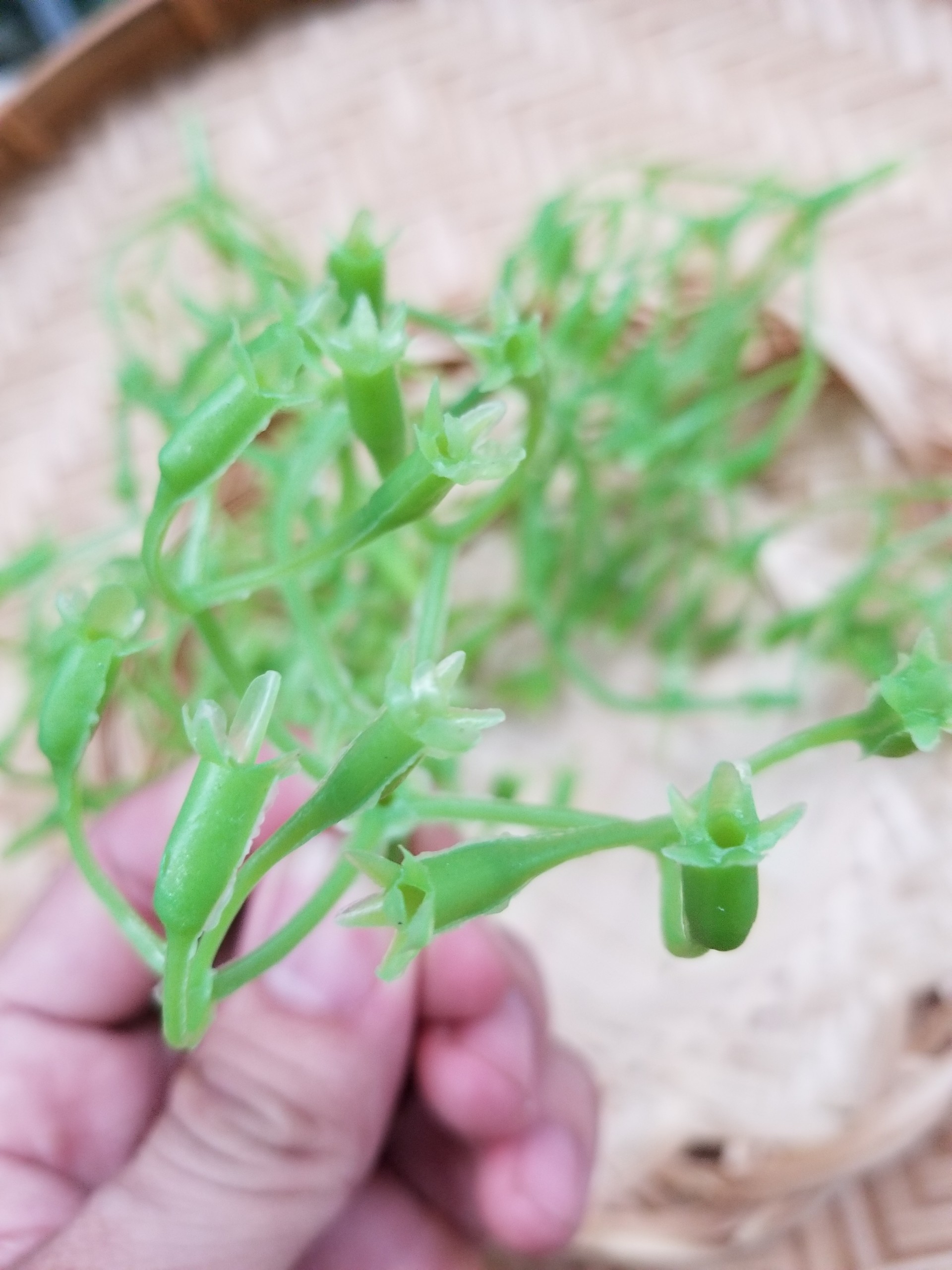 1 lạng cành chia tú cầu (cành chia + nhị trắng)