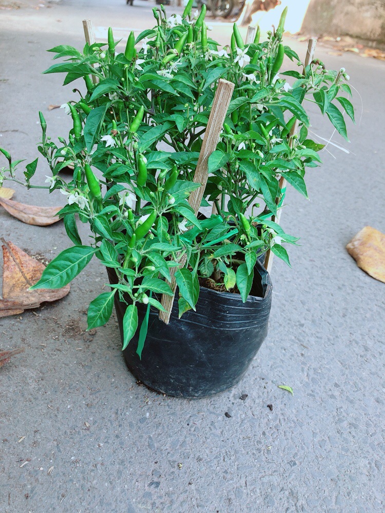 [HCM]Bụi Ớt Hiểm
