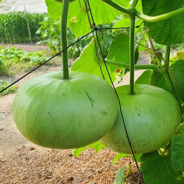 Hạt Giống Bầu Trái Tròn 1gr