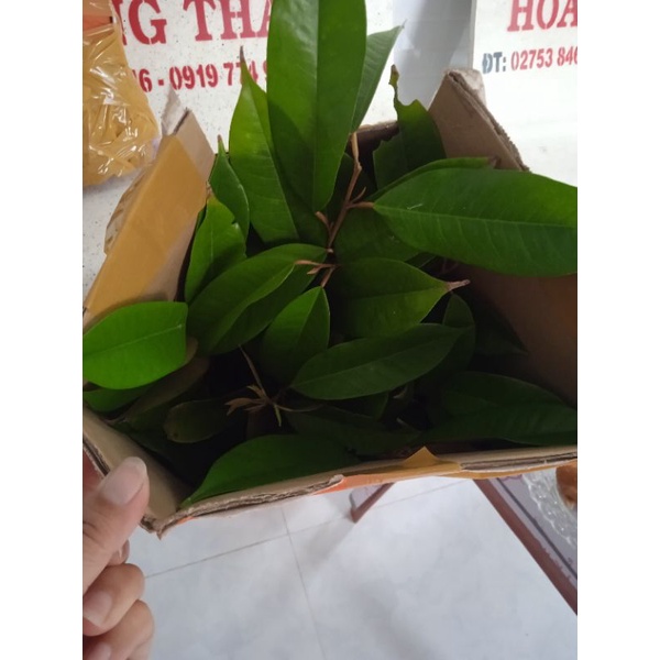 Sầu Riêng Ri 6