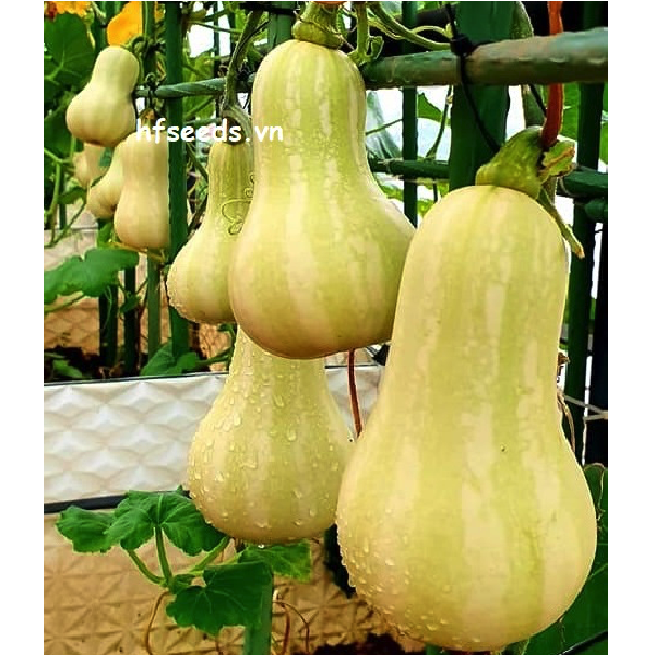 [Hạt giống Nhật Bản] Gói 5 hạt giống bí bơ Nhật Bản