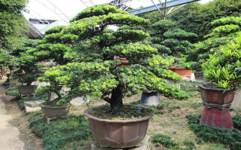 CÂY GIỐNG TÙNG LA HÁN [ CÂY PHONG THỦY ]