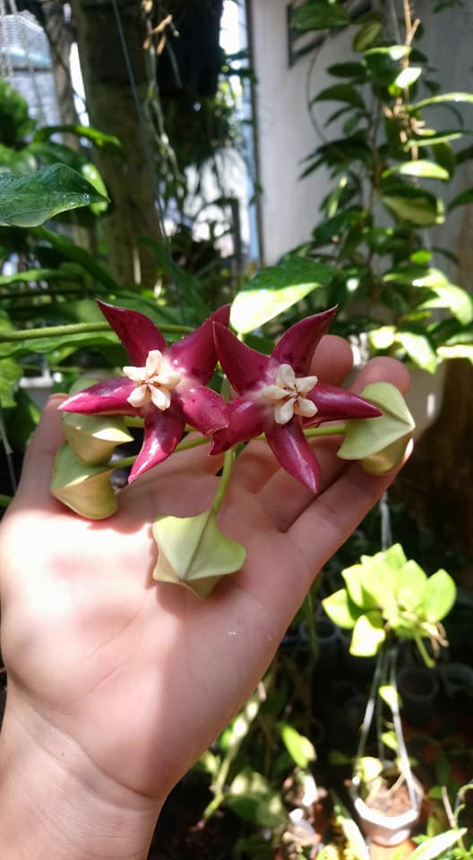 cutting 20 loại cẩm cù khác nhau
