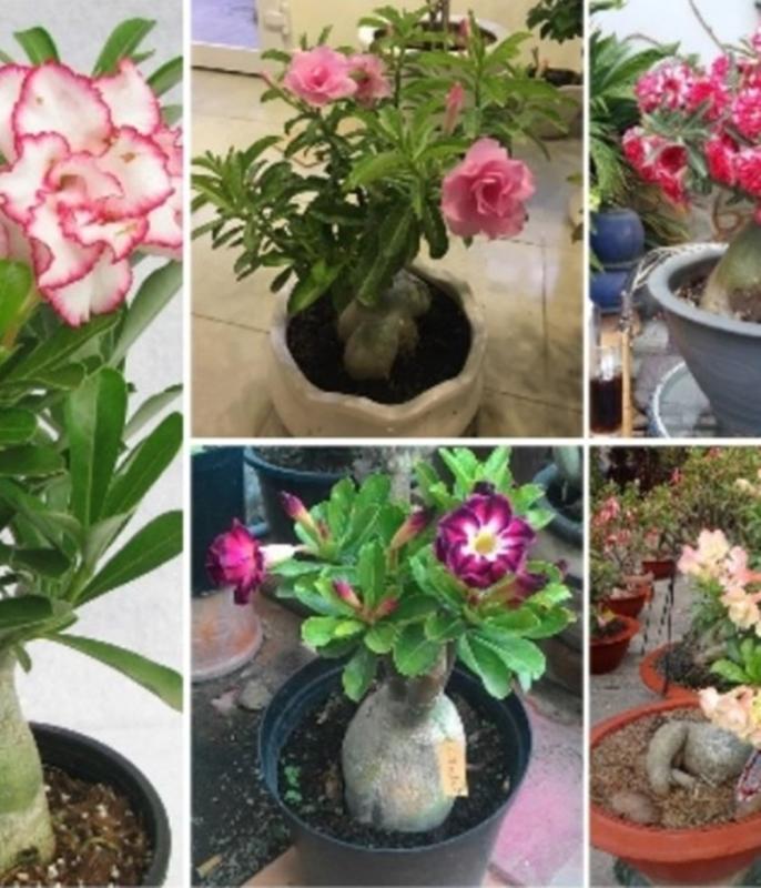 Hạt giống hoa sứ thái - 3 hạt