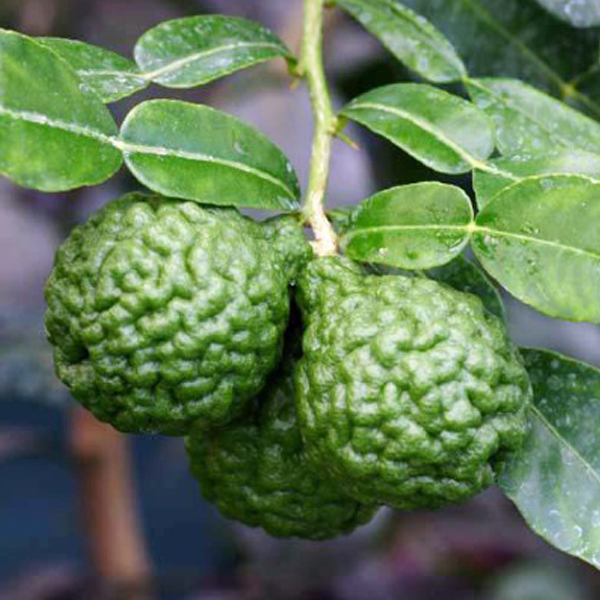 Hạt Giống Chanh Thái Gói 10 Hạt - Chanh Chúc