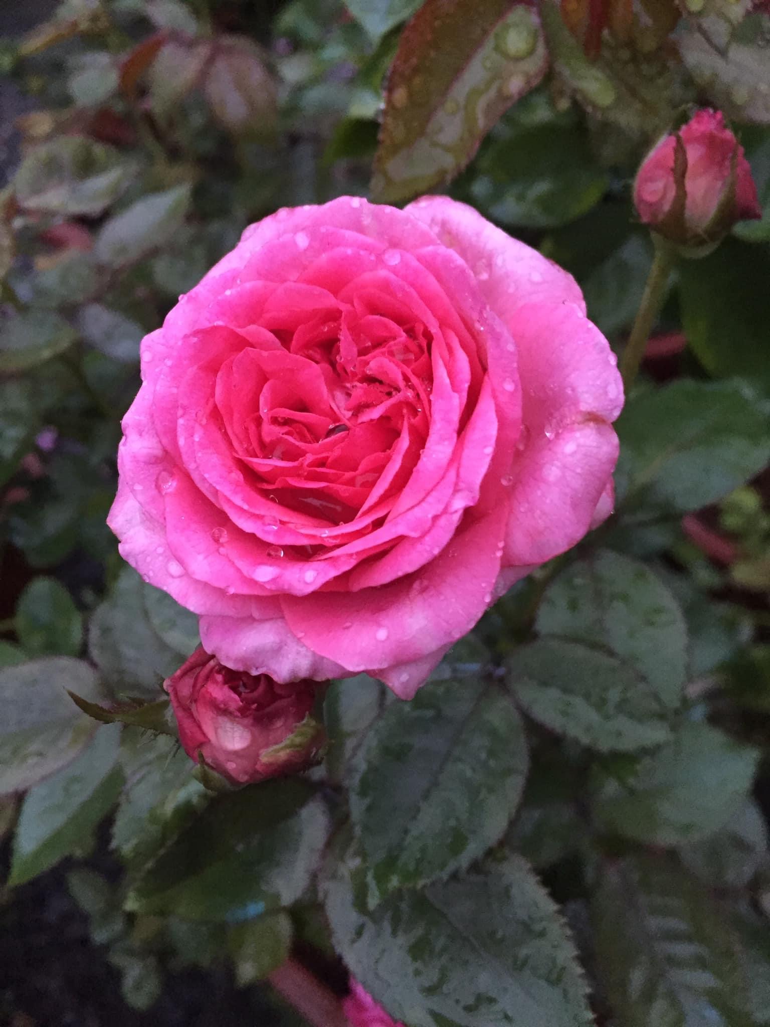 Hoa hồng ngoại nb Lafont Rose size trung