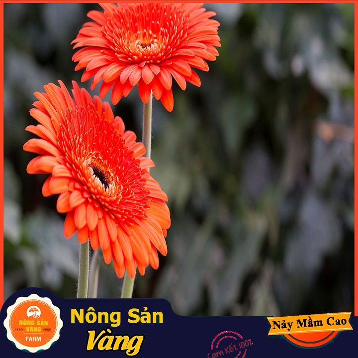 Multi-colored shiny flower seed, easy to grow, Easy Care, sunsuit (10 seeds pack)-yellow shallow product
