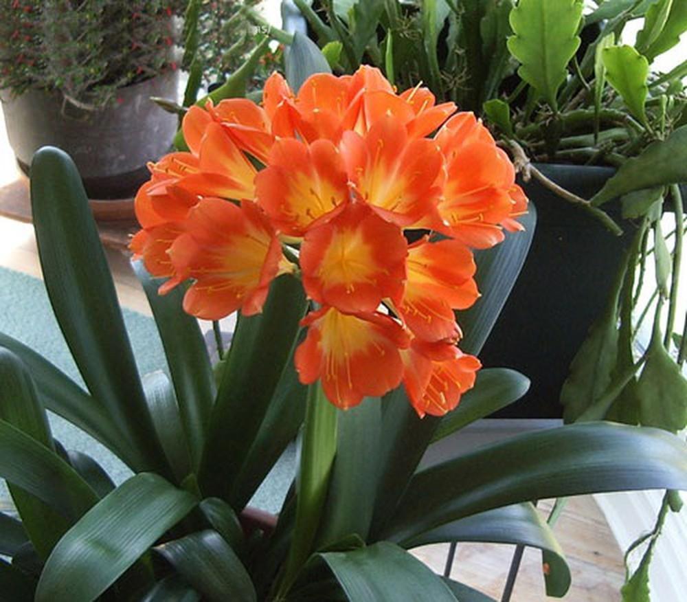 Cây lan quân tử bầu đất size đại ra hoa Tết Nguyên Đán - Lan Huệ Cam Lan Huệ Đỏ Đại Quân Tử