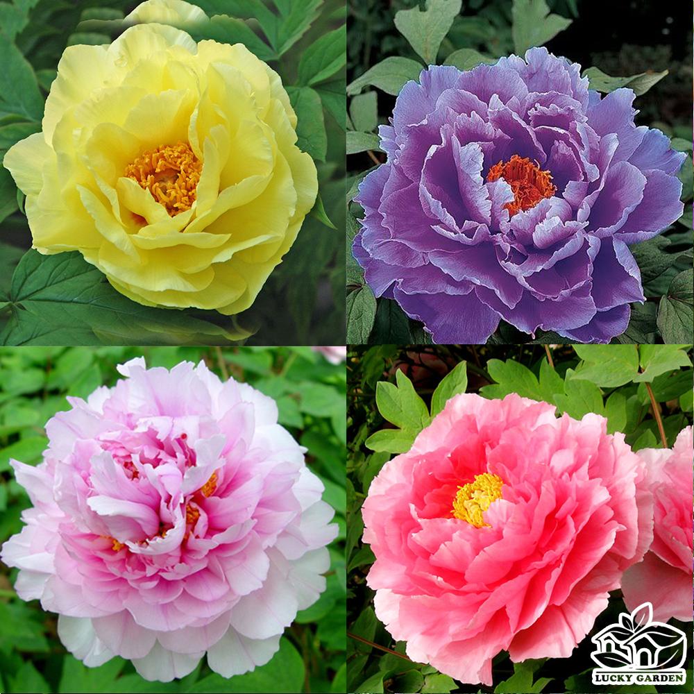 Hạt giống cây hoa mẫu đơn nhiều màu