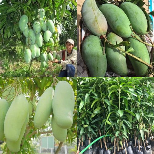 Cây giống xoài khổng lồ