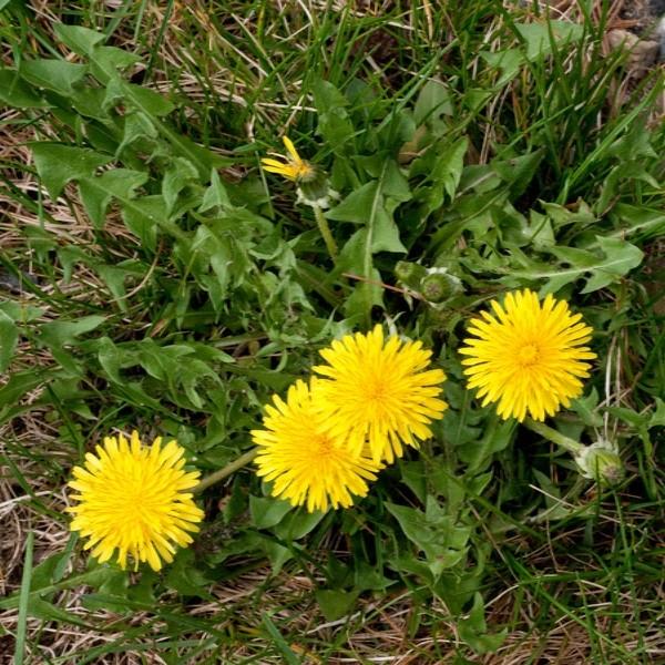 Taraxacum Seeds