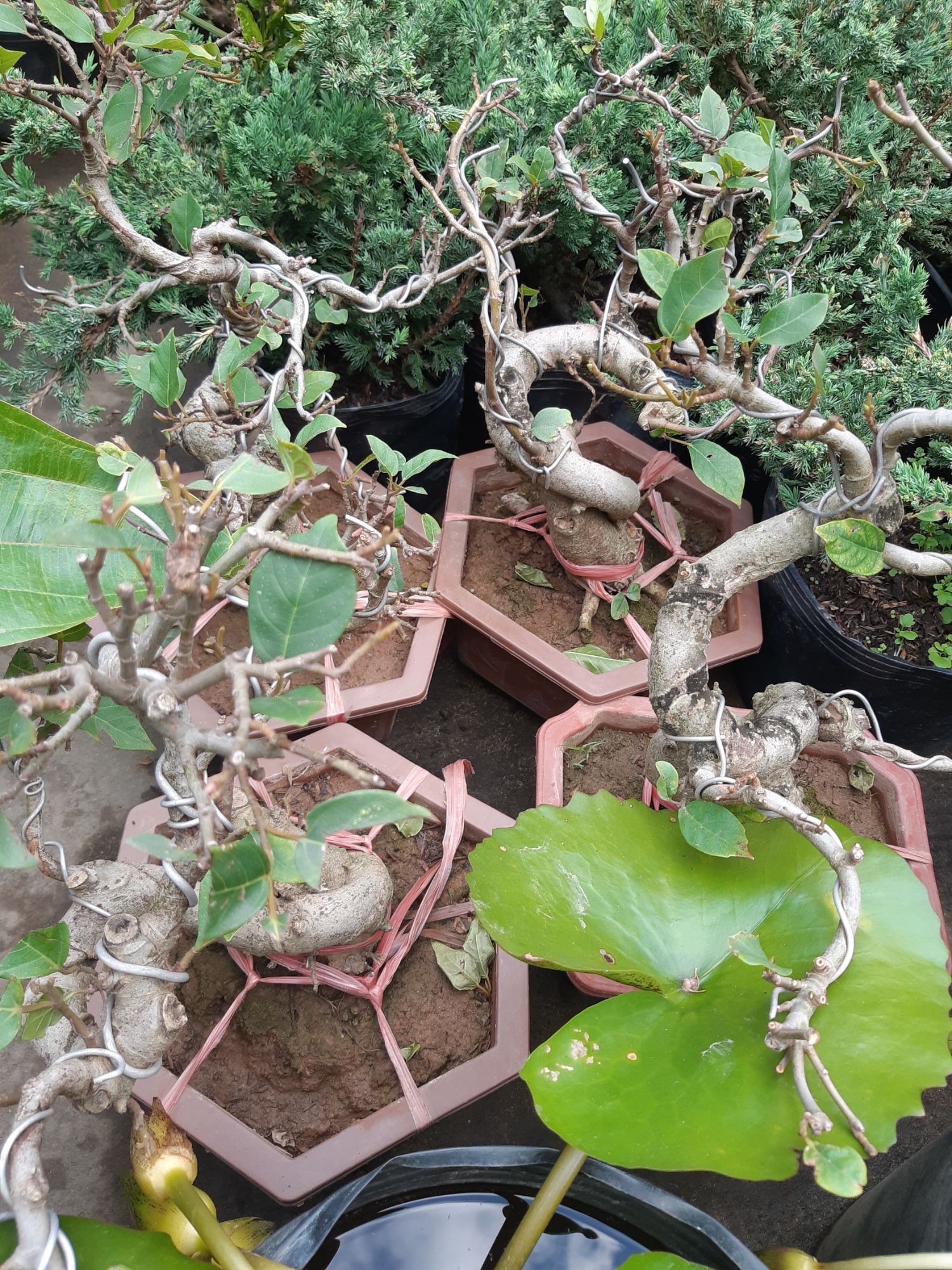 sung bonsai gốc LỚN