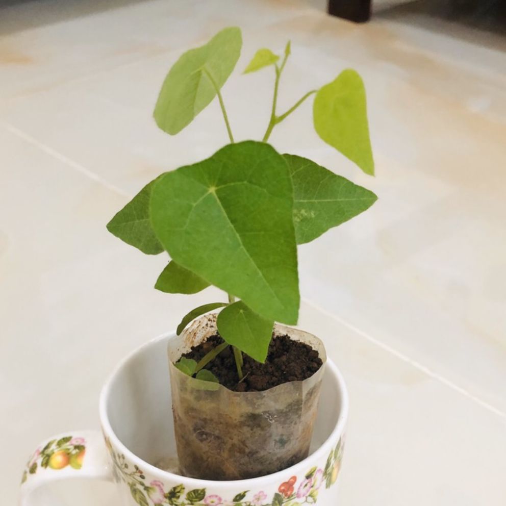 Cây giống Sương Sâm Lông -  Bầu 1 Cây