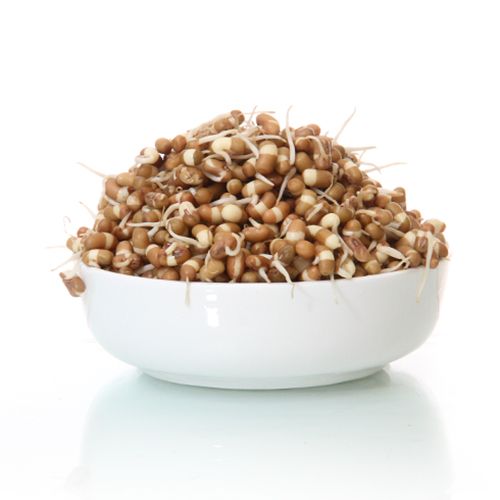Moth Beans - Mataki- Matki - Đậu Bướm (500g - 1kg)