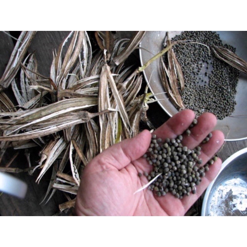 20gr HẠT GIỐNG ĐẬU BẮP CAO SẢN