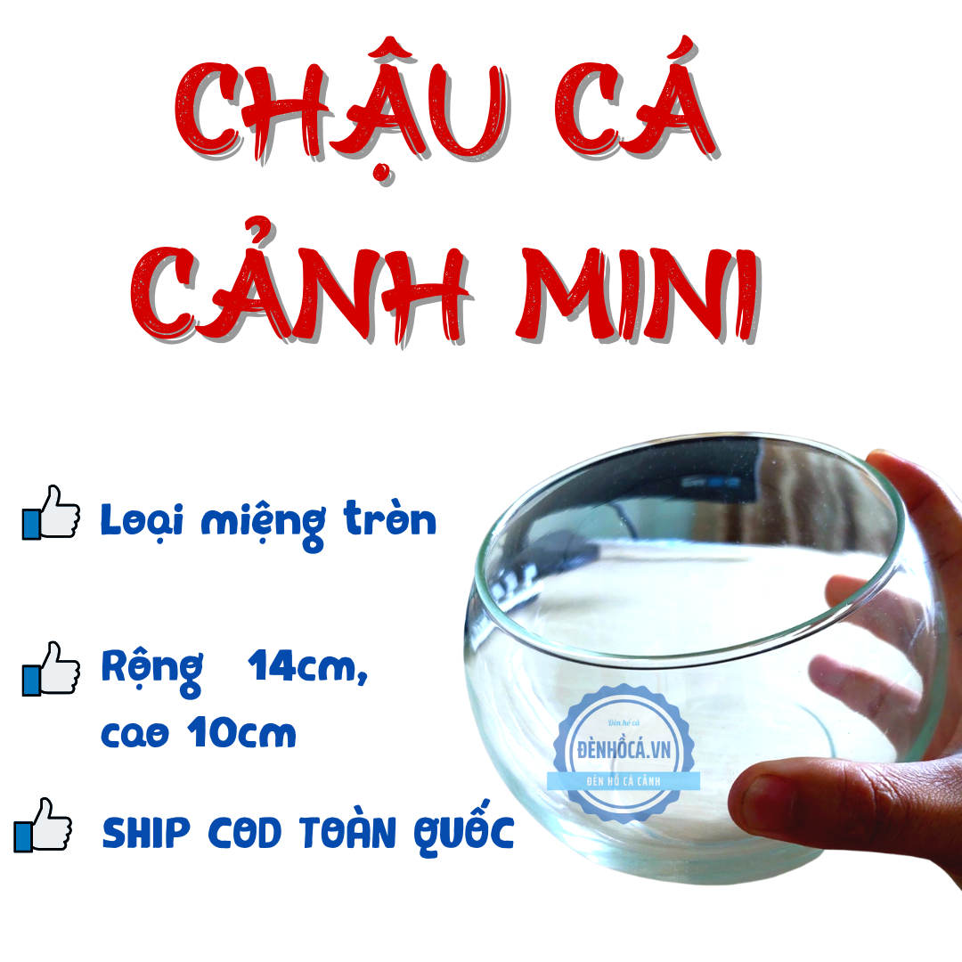 Chậu thủy tinh mini nuôi cá, bể cá mini để bàn